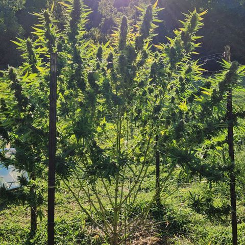 GDP growlog photo: Afternoon Sun a few days before harvest