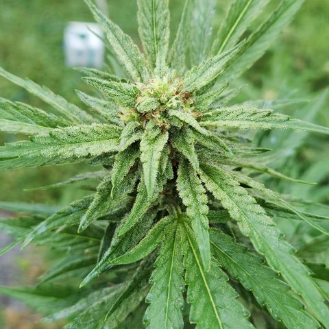 Gelato Cake growlog timeline photo