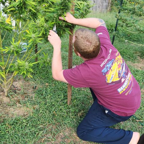 GDP growlog photo: Harvesting 