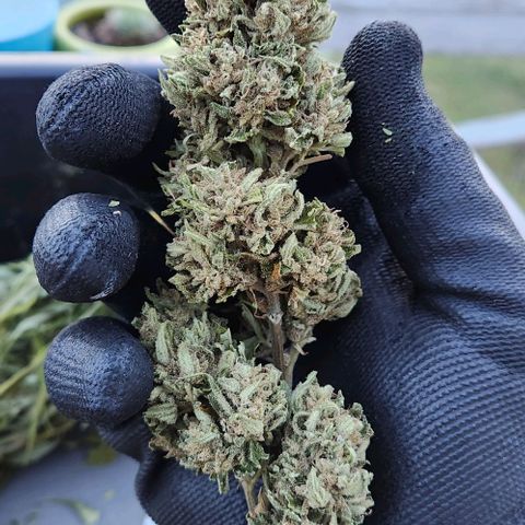 GDP growlog timeline photo