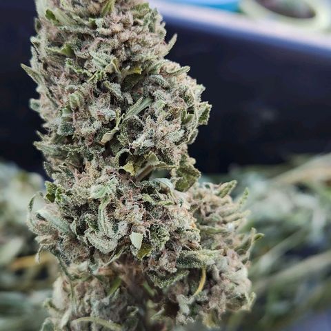 GDP growlog timeline photo