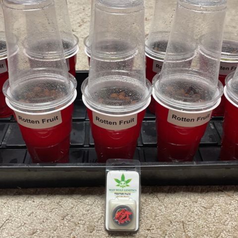 Rotten Fruit growlog timeline photo