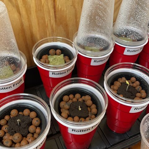 Rotten Fruit growlog timeline photo
