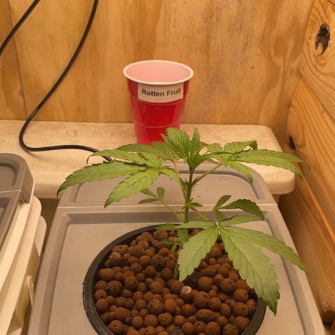Rotten Fruit growlog timeline photo
