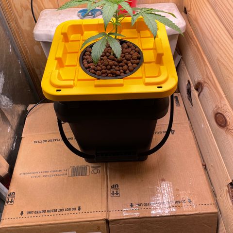 Rotten Fruit growlog photo: Moved into new black bucket. Saw signs of algae growth
