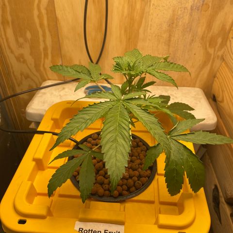 Rotten Fruit growlog timeline photo