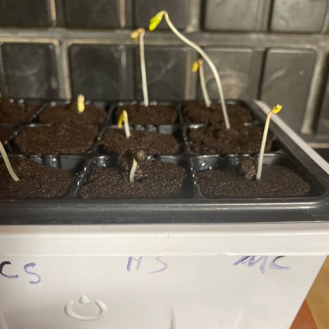  Hawaiian Sky growlog photo: All 3 popped