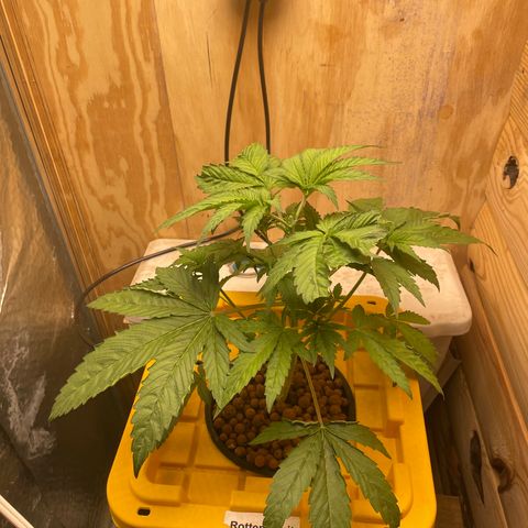 Rotten Fruit growlog photo: Topped today