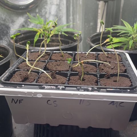 Chef Smurf growlog photo: Dome off the babies