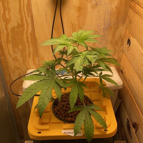 Rotten Fruit growlog timeline photo