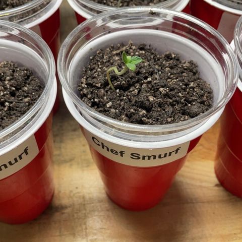 Chef Smurf growlog timeline photo