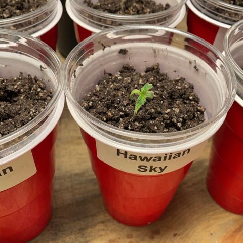  Hawaiian Sky growlog timeline photo