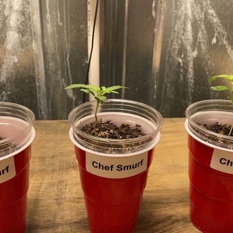 Chef Smurf growlog timeline photo