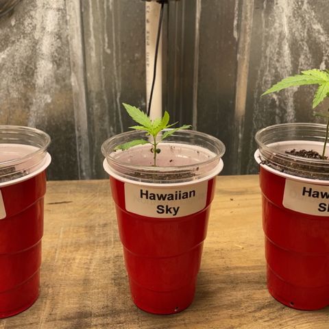  Hawaiian Sky growlog timeline photo