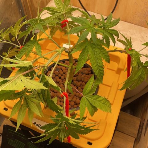 Rotten Fruit growlog timeline photo