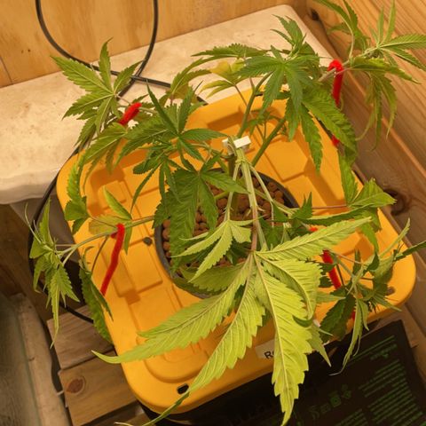 Rotten Fruit growlog photo: Little bit of LST