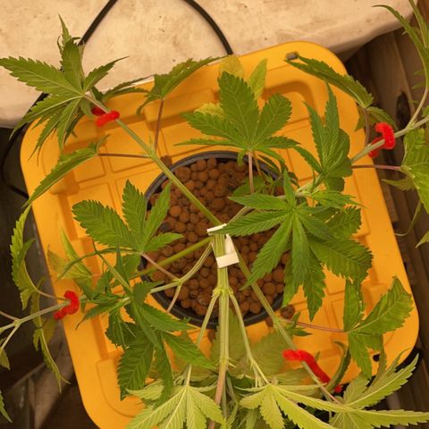 Rotten Fruit growlog photo: Little bit of LST