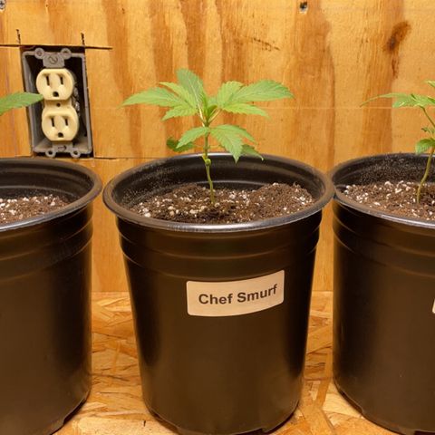 Chef Smurf growlog photo: Transplanted to 1 gallon pots