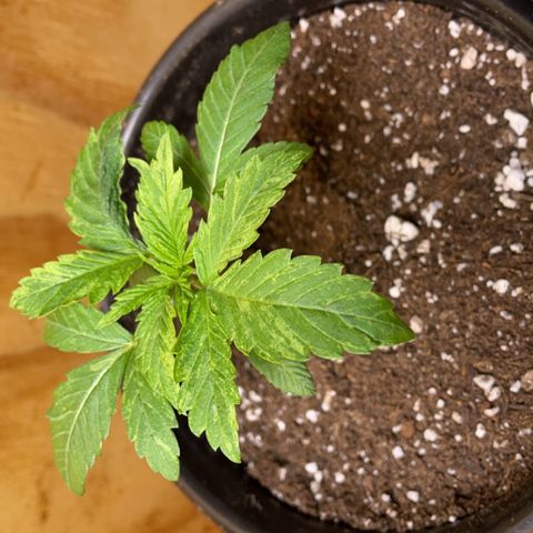 Chef Smurf growlog photo: Little bit of discoloration on this one but I’m told it will work itself out