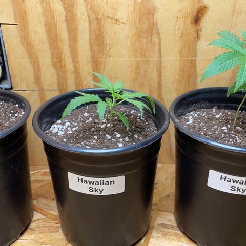  Hawaiian Sky growlog photo: Transplanted to 1 gallon pots