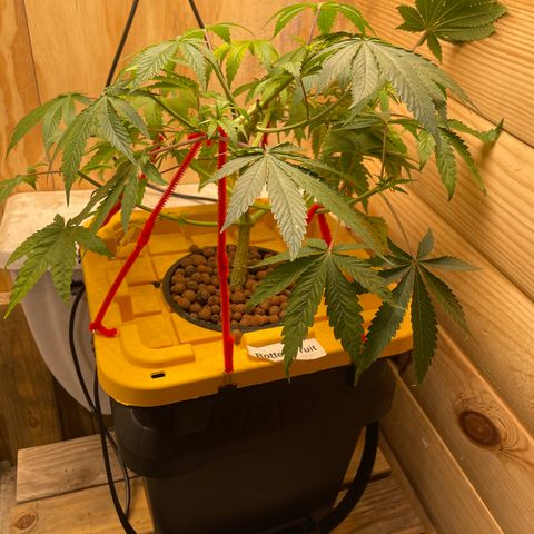 Rotten Fruit growlog timeline photo