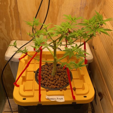 Rotten Fruit growlog timeline photo