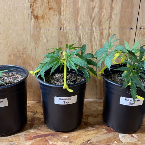  Hawaiian Sky growlog timeline photo