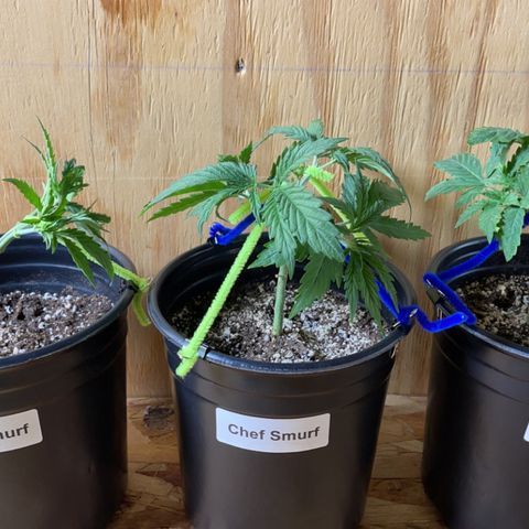 Chef Smurf growlog timeline photo