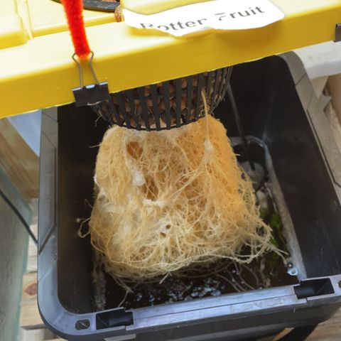 Rotten Fruit growlog photo: Root ball