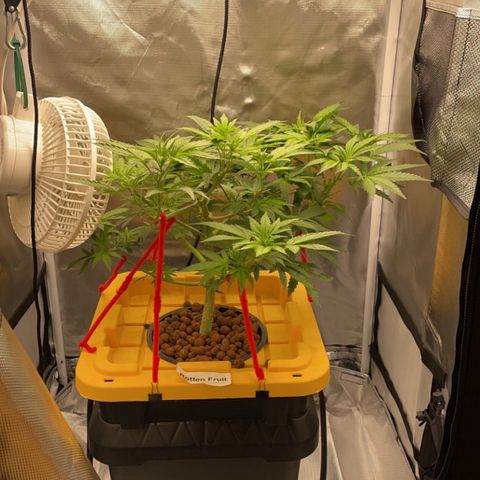 Rotten Fruit growlog timeline photo