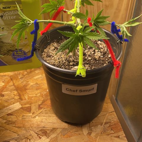 Chef Smurf growlog photo: Just keep spreading them out