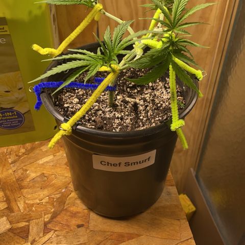 Chef Smurf growlog photo: Just keep spreading them out