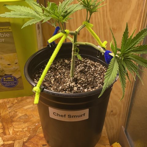 Chef Smurf growlog photo: Just keep spreading them out