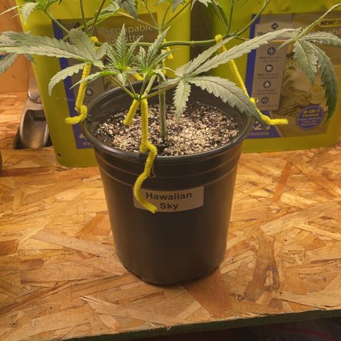  Hawaiian Sky growlog timeline photo