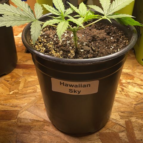  Hawaiian Sky growlog timeline photo