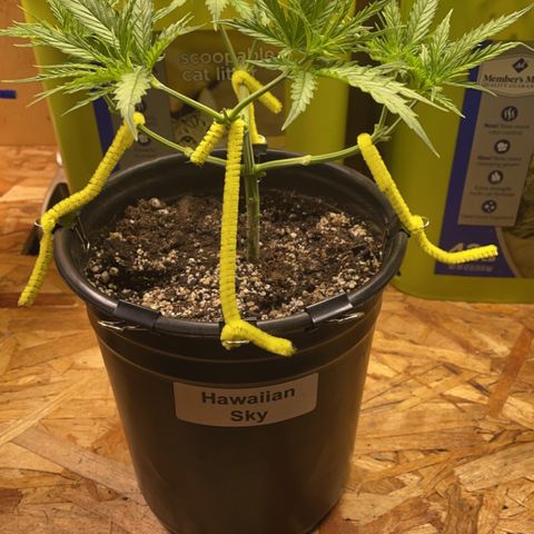 Hawaiian Sky growlog timeline photo