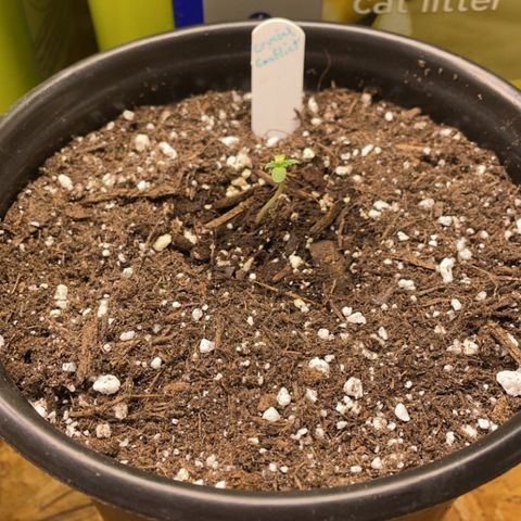 Crucial Conflict growlog photo: Transplant day! 1 gallon 
