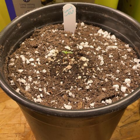 Crucial Conflict growlog photo: Transplant day! 1 gallon 