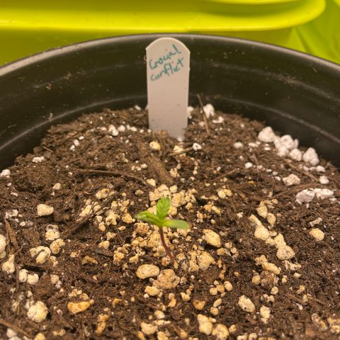 Crucial Conflict growlog timeline photo