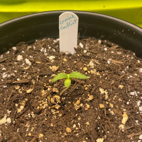 Crucial Conflict growlog timeline photo
