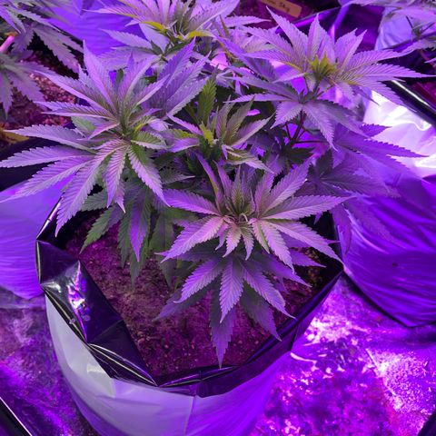 Chef Smurf growlog timeline photo