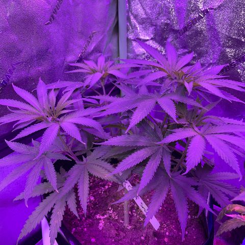 Chef Smurf growlog timeline photo