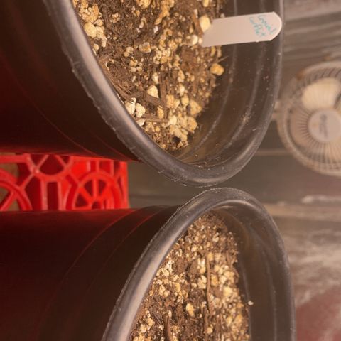 Crucial Conflict growlog photo: They seem to have stopped all growth
