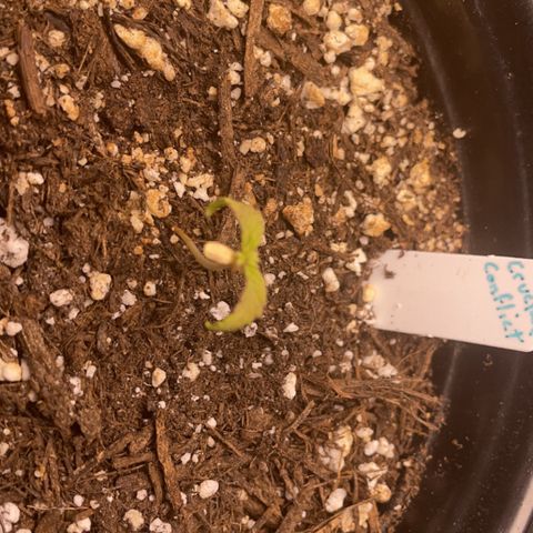 Crucial Conflict growlog photo: They seem to have stopped all growth