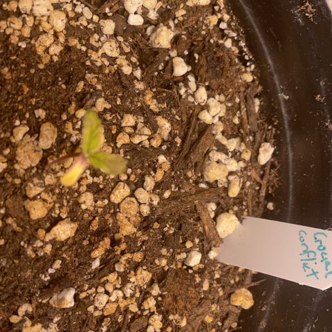 Crucial Conflict growlog photo: They seem to have stopped all growth