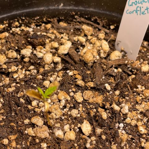 Crucial Conflict growlog photo: 10 days with no water and still no signs of growth