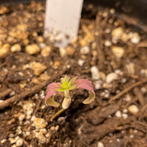 Crucial Conflict growlog photo: 10 days with no water and still no signs of growth