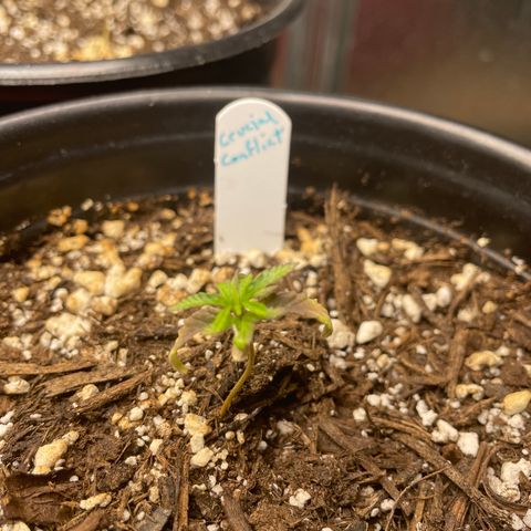 Crucial Conflict growlog photo: We have signs of new life!