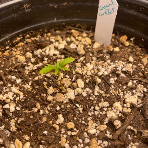 Crucial Conflict growlog photo: We have signs of new life!
