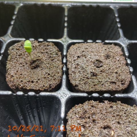 Critical 47 auto fem growlog photo: Peek a boo